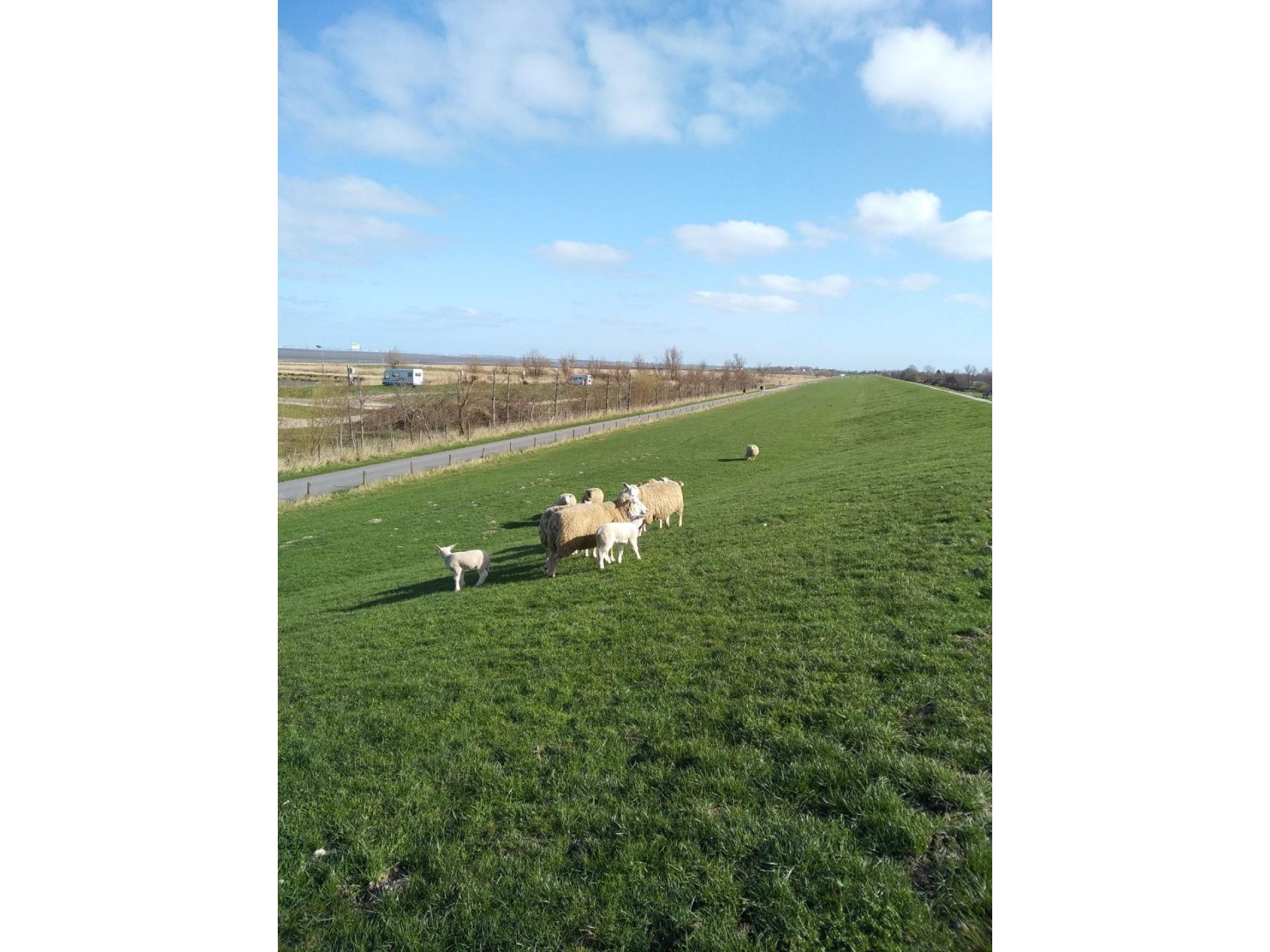 Ferienhaus "Sigi's Nordseetraum" in Butjadingen Foto 23